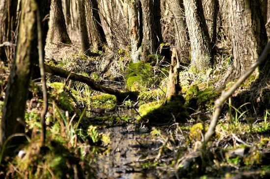 Arboretum Leśne w Zielonce